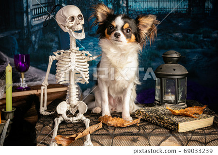 Chihuahua in a Halloween setting Chihuahua in a Halloween setting 69033239
