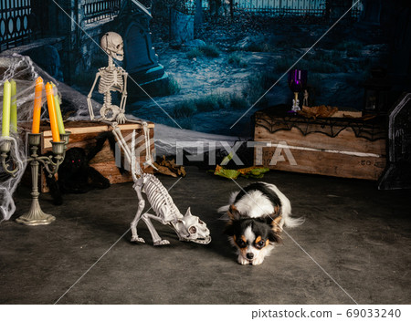 Chihuahua in a Halloween setting Chihuahua in a Halloween setting 69033240