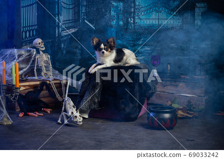 Chihuahua in a Halloween setting Chihuahua in a Halloween setting 69033242