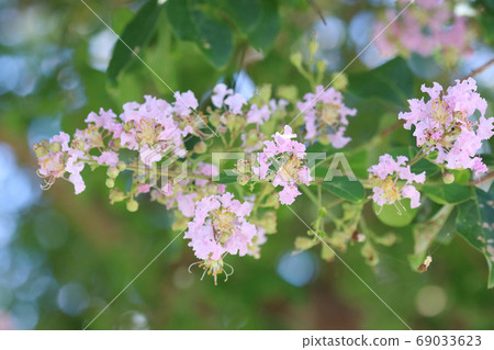 Flower of crape mybs Flower of crape mybs 69033623