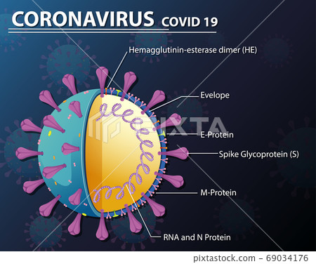 Diagram of Corona virus particle structure Diagram of Corona virus particle structure 69034176