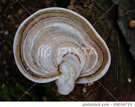 猴子的座位 69034719