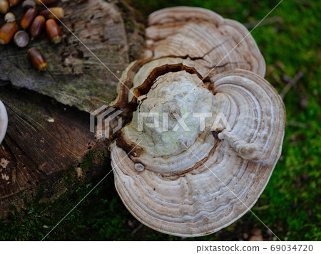 菊花木耳 69034720