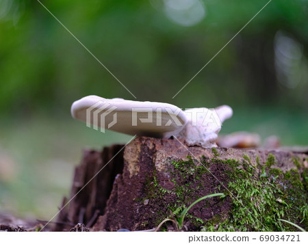 菊花木耳 69034721