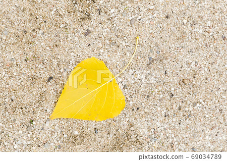 yellow leaf falling from a tree on sand 69034789