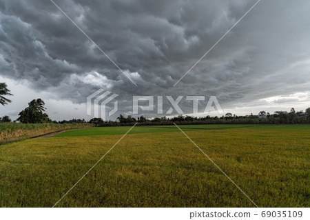 Paddy rice in green agricultural fields with dramatic dark grey 69035109