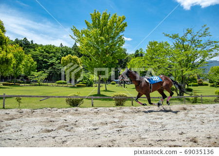 Inabe City, Mie Prefecture Inabe grass race in Ryogaike Park in early summer Horses running without jockeys 69035136