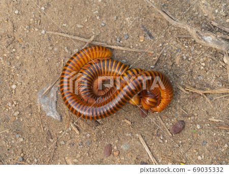 close up of an earthworm on soil or ground isolated. Small insec close up of an earthworm on soil or ground isolated. Small insec 69035332