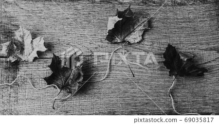 Autumn composition of dry leaves on an old Board 69035817