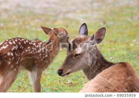 Mother and baby deer in Nara Park Mother and baby deer in Nara Park 69035959