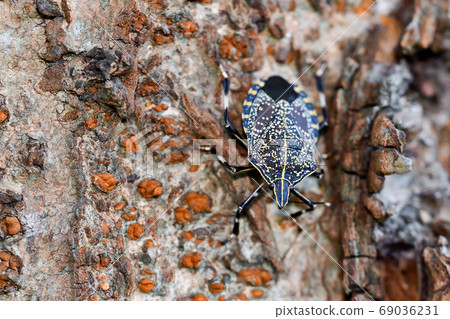 Madara bug Madara bug 69036231