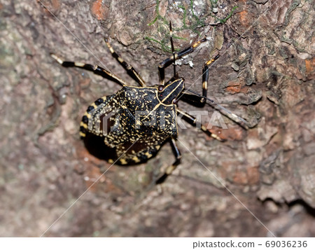Madara bug Madara bug 69036236