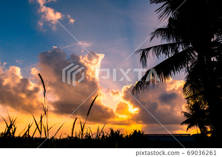 日出和雲層中的棕櫚樹的剪影 日出和雲層中的棕櫚樹的剪影 69036261