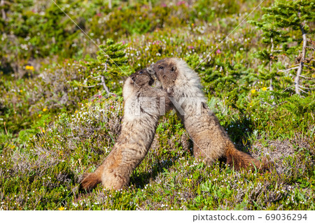 Marmot Marmot 69036294