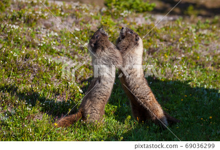 Marmot Marmot 69036299