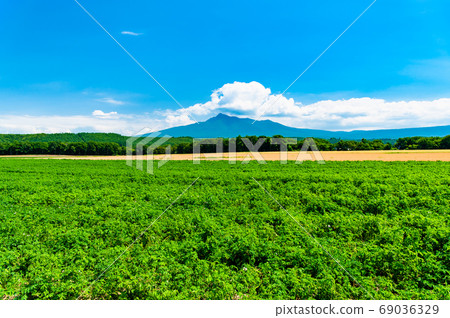 北海道斜里鎮的鄉村風光(斜里山和馬鈴薯田) 北海道斜里鎮的鄉村風光(斜里山和馬鈴薯田) 69036329