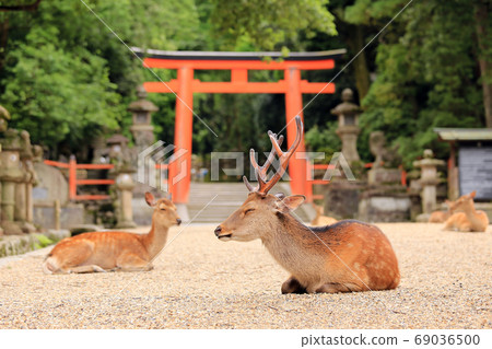 Deer in front of Nino Kasuga Taisha Shrine Nino Torii Deer in front of Nino Kasuga Taisha Shrine Nino Torii 69036500