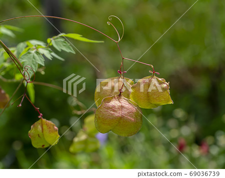 Balloon Vine Plant Cardiospermum Halicacabum Stock Photo