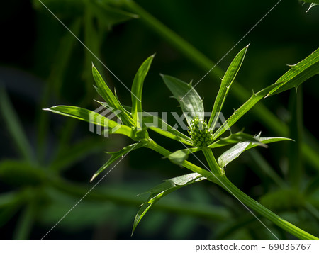Close up Culantro flower with green leaves on dark backgroud wit 69036767