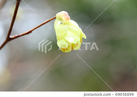 山茱flower花，黃色山茱wood，樹黃 69036899