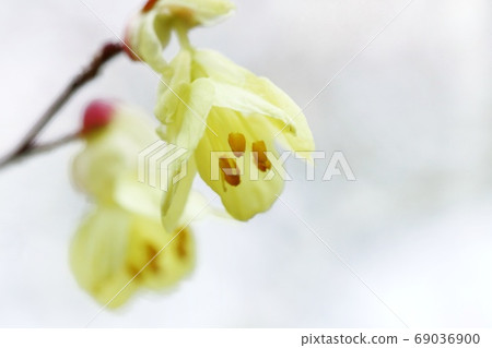 Dogwood flower, yellow dogwood, tree yellow Dogwood flower, yellow dogwood, tree yellow 69036900