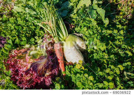 Elderly woman harvesting vegetables Elderly woman harvesting vegetables 69036922