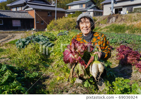 老婦收穫蔬菜 老婦收穫蔬菜 69036924