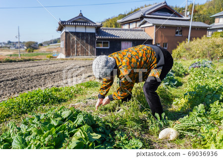 老婦收穫蔬菜 69036936