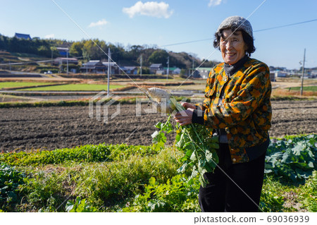 老婦收穫蔬菜 老婦收穫蔬菜 69036939