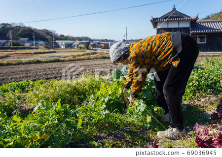 Elderly woman harvesting vegetables 69036945