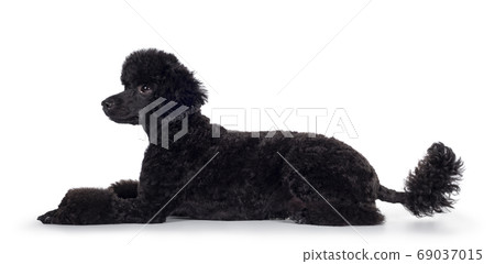 Black miniature poodle dog on white Black miniature poodle dog on white 69037015