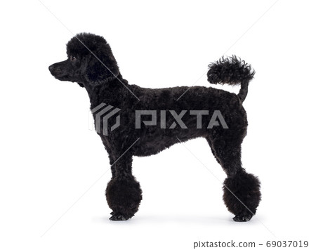 Black and hotsell white miniature poodle