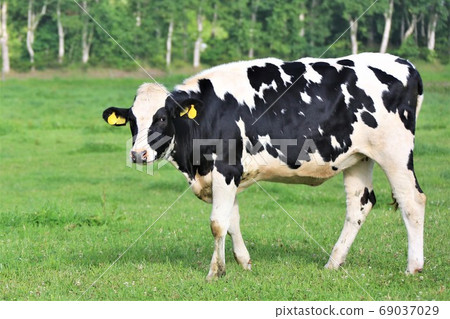 Hokkaido/ranch landscape 69037029