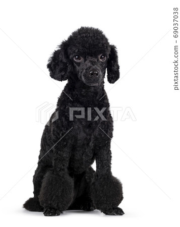 Black miniature poodle dog on white 69037038