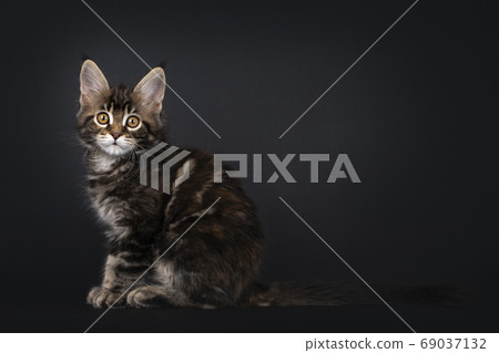 Tortie marbled Maine Coon kitten on black Tortie marbled Maine Coon kitten on black 69037132