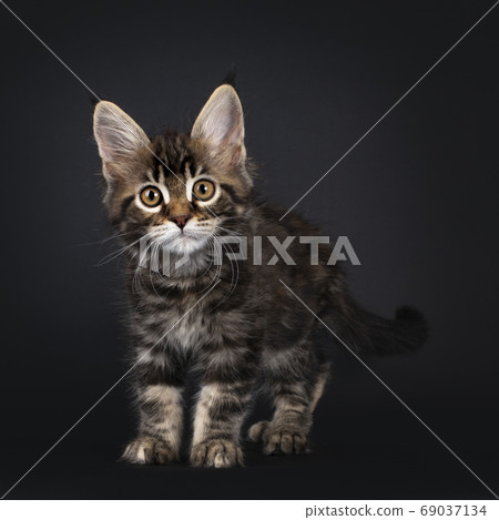 Tortie marbled Maine Coon kitten on black Tortie marbled Maine Coon kitten on black 69037134