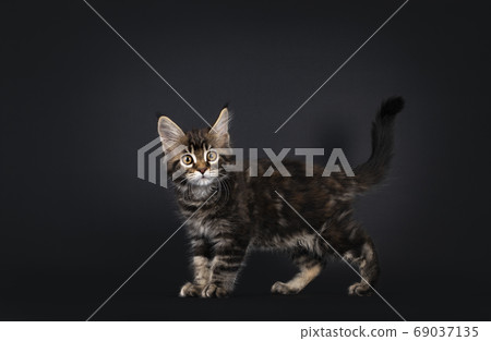 Tortie marbled Maine Coon kitten on black Tortie marbled Maine Coon kitten on black 69037135