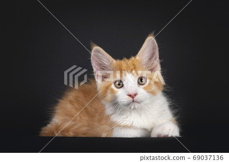 Cute red with white kitten on black background 69037136