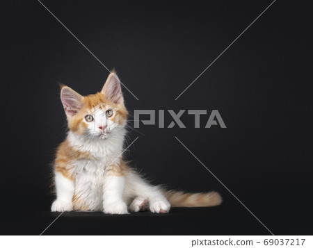 Cute red with white kitten on black background Cute red with white kitten on black background 69037217