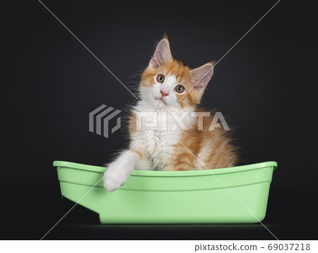 Cute red with white kitten on black background Cute red with white kitten on black background 69037218