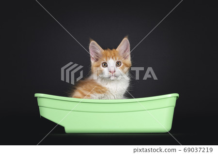 Cute red with white kitten on black background Cute red with white kitten on black background 69037219