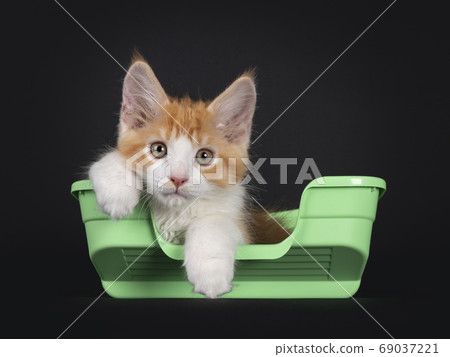 Cute red with white kitten on black background Cute red with white kitten on black background 69037221