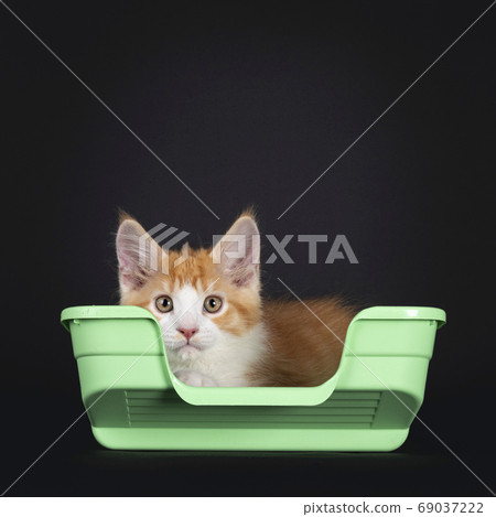 Cute red with white kitten on black background Cute red with white kitten on black background 69037222