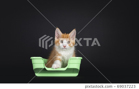 Cute red with white kitten on black background Cute red with white kitten on black background 69037223