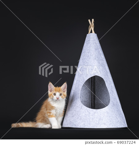 Cute red with white kitten on black background 69037224