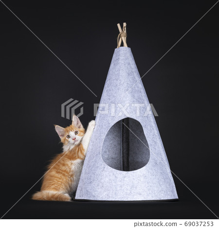 Cute red with white kitten on black background Cute red with white kitten on black background 69037253