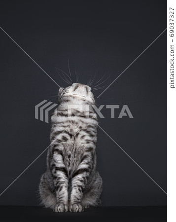 Spotted silver British Shorthair on black 69037327
