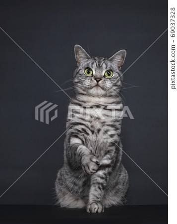 Spotted silver British Shorthair on black 69037328