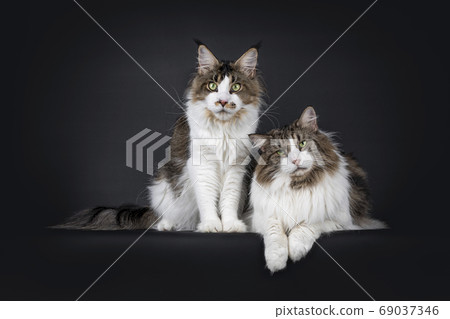 Duo look alike cats on black background 69037346