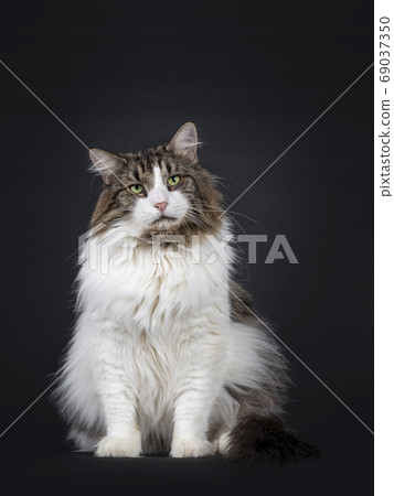Adult Norwegian Forestcat on black background Adult Norwegian Forestcat on black background 69037350